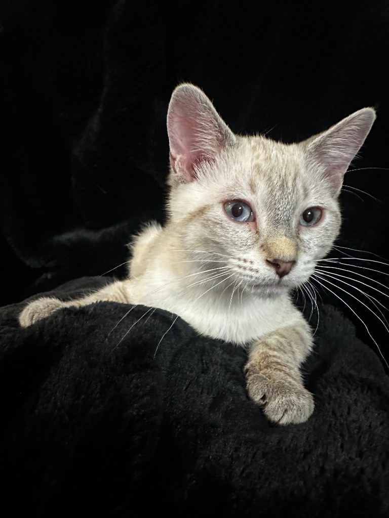 Nova