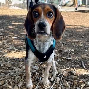 Zoe, Adult Female Beagle