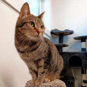 Trixie, Senior Female unknown