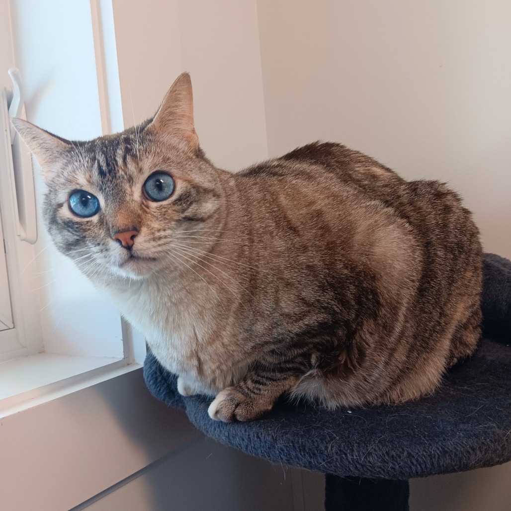 Madeleine