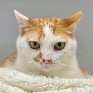 Mango, Adult Male unknown