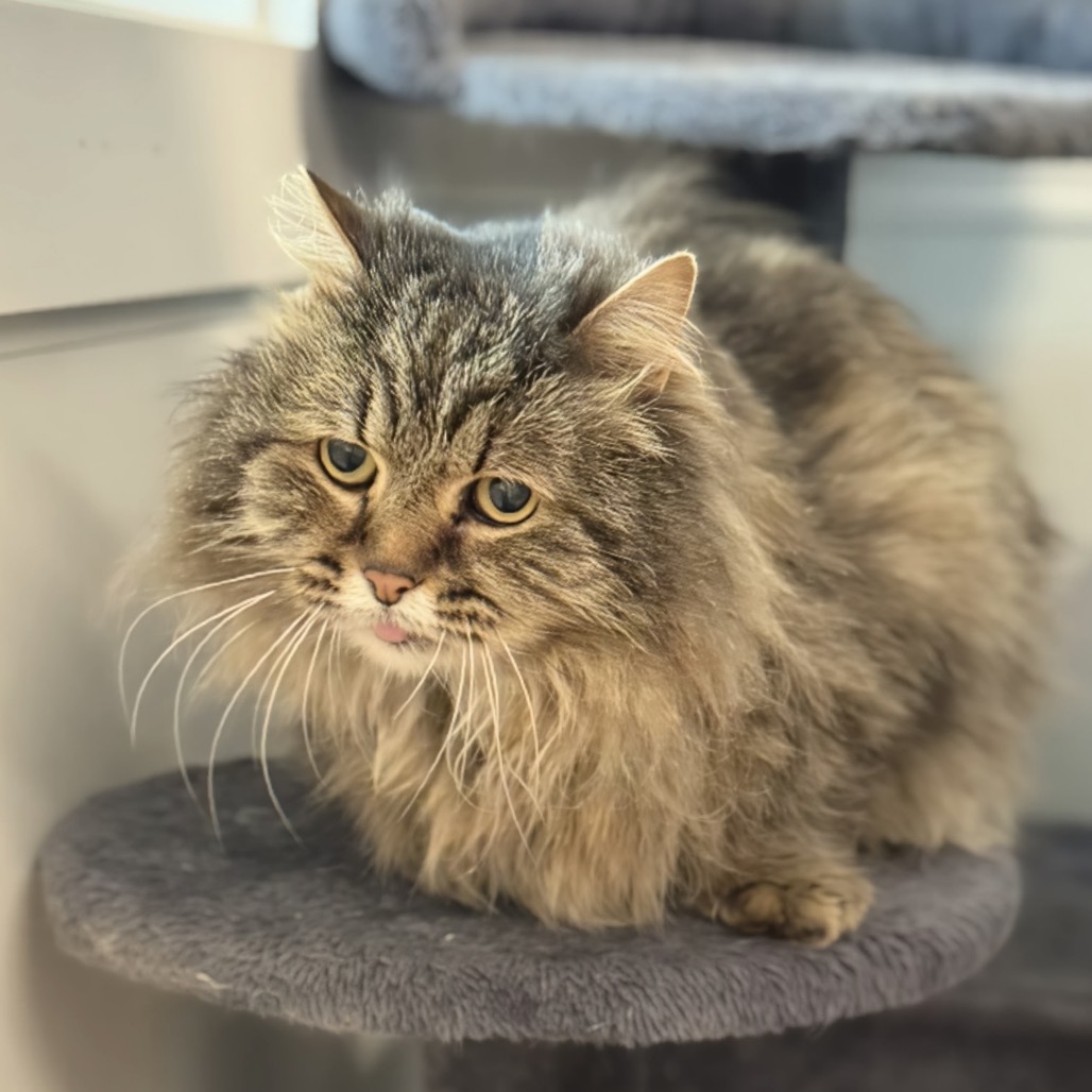 McFluffy