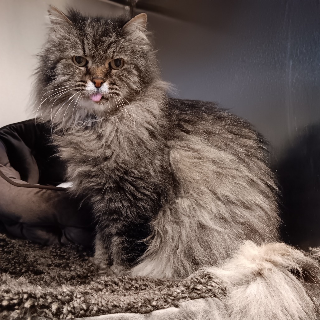 McFluffy