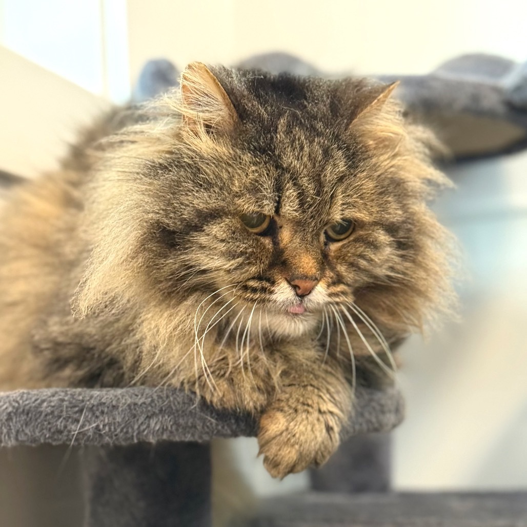 McFluffy