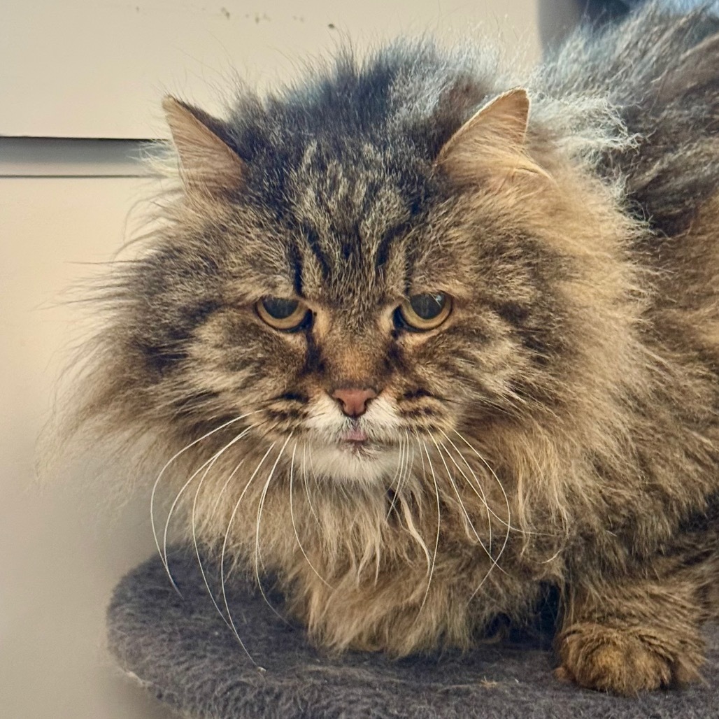 McFluffy