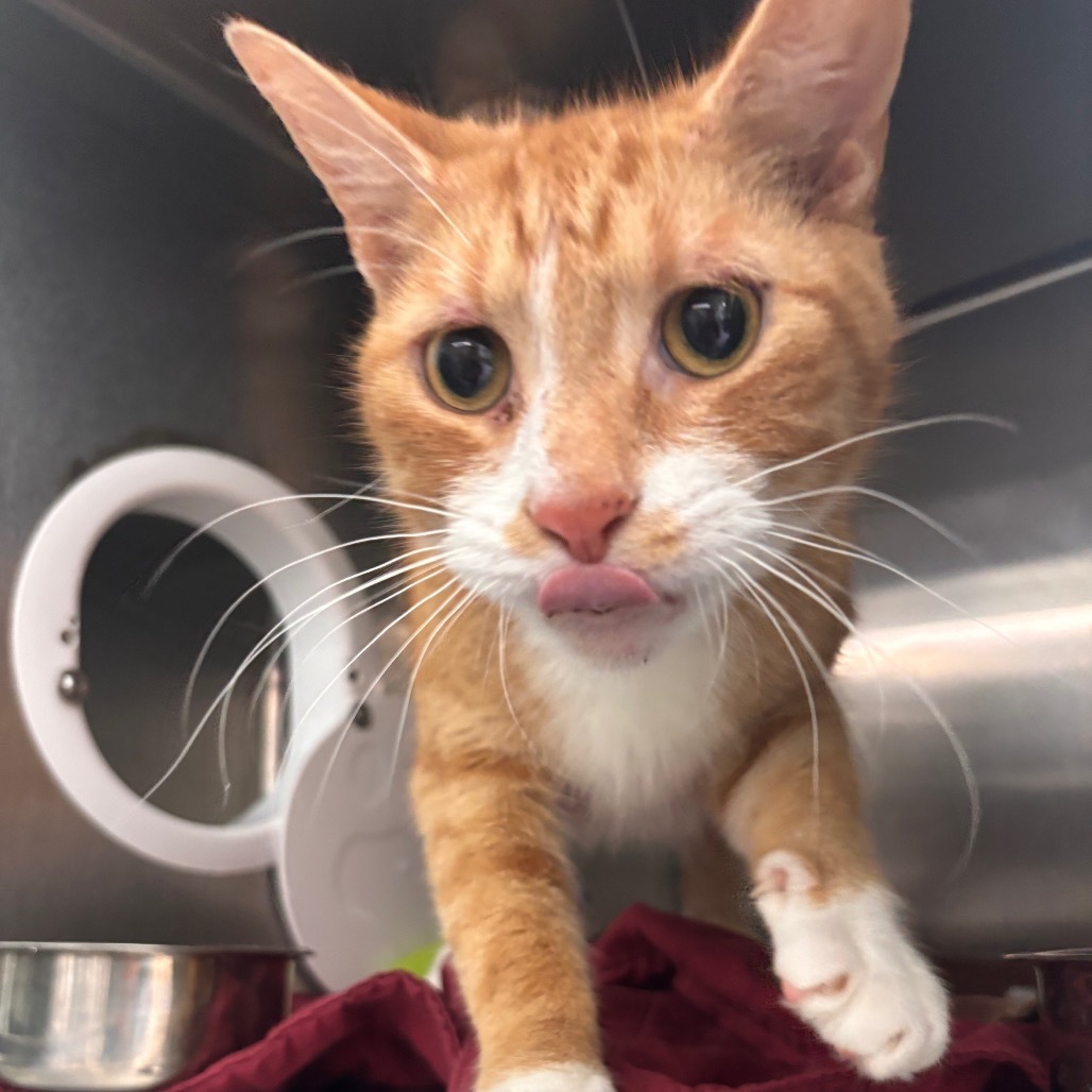 Aslan, an adoptable Domestic Short Hair in Standish, MI, 48658 | Photo Image 1