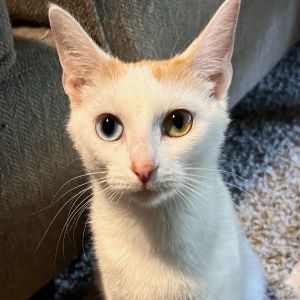 Opal, Adult Female Domestic Short Hair