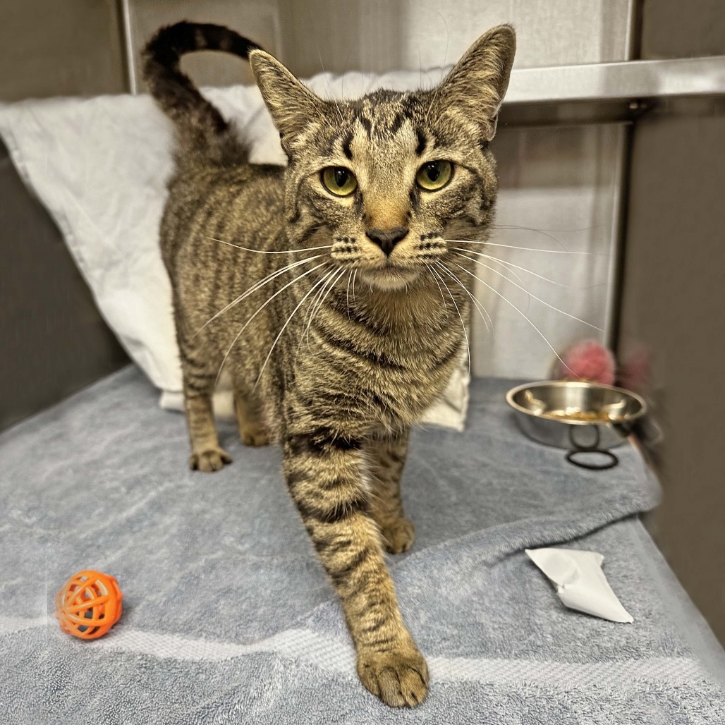 Mae, an adoptable Domestic Short Hair in Hailey, ID, 83333 | Photo Image 1