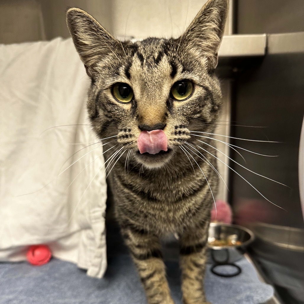 Mae, an adoptable Domestic Short Hair in Hailey, ID, 83333 | Photo Image 2