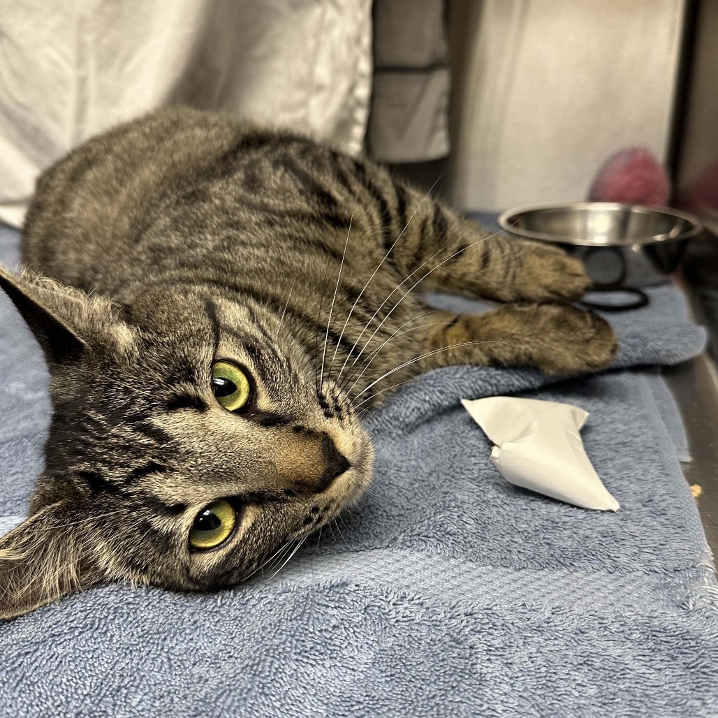 Mae, an adoptable Domestic Short Hair in Hailey, ID, 83333 | Photo Image 3