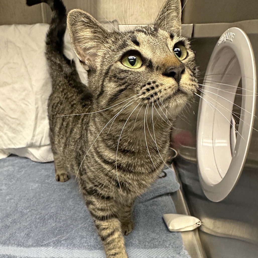 Mae, an adoptable Domestic Short Hair in Hailey, ID, 83333 | Photo Image 4