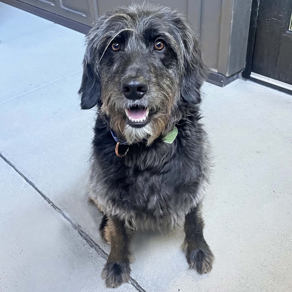 Prince, an adoptable Mixed Breed in Hailey, ID, 83333 | Photo Image 1