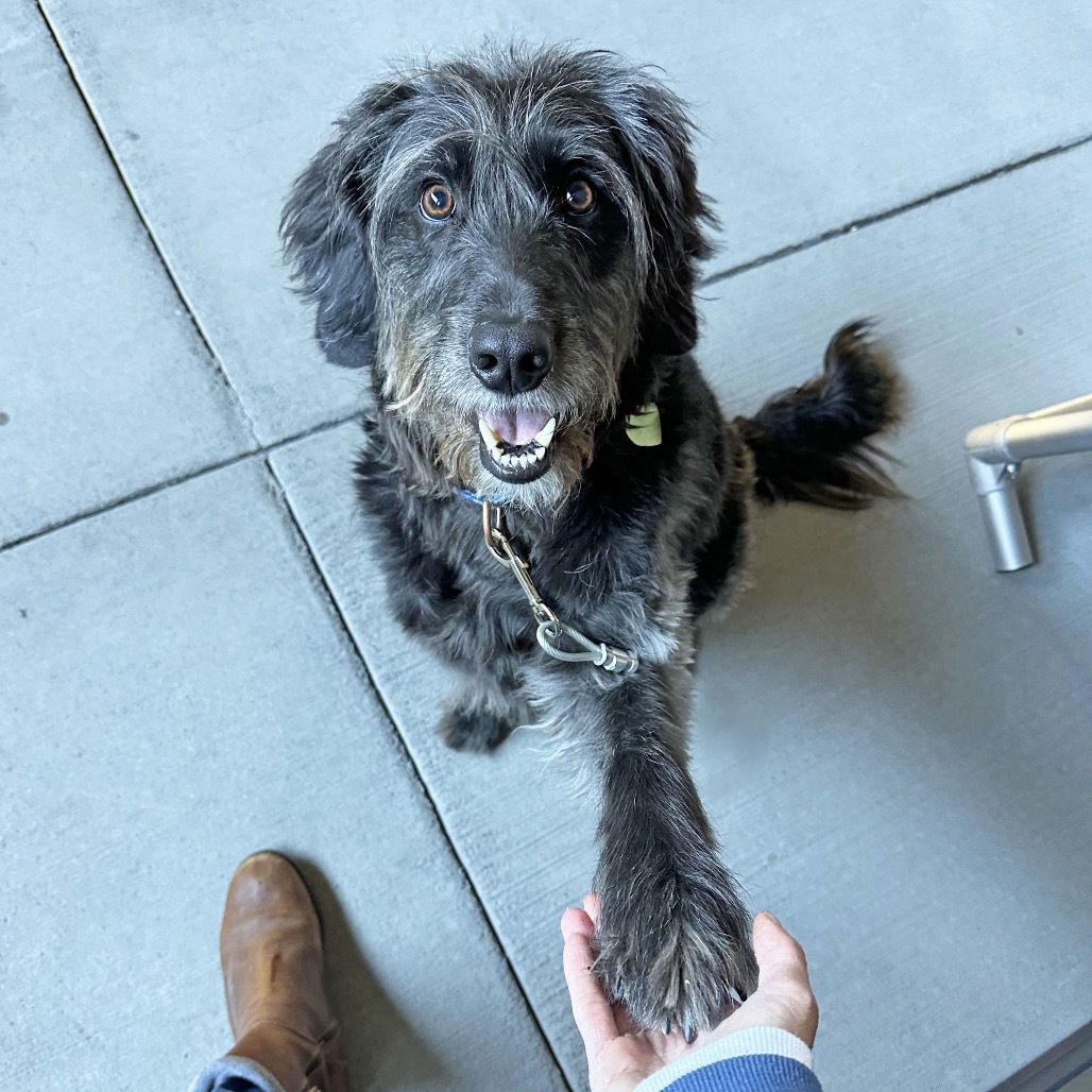 Prince, an adoptable Mixed Breed in Hailey, ID, 83333 | Photo Image 2