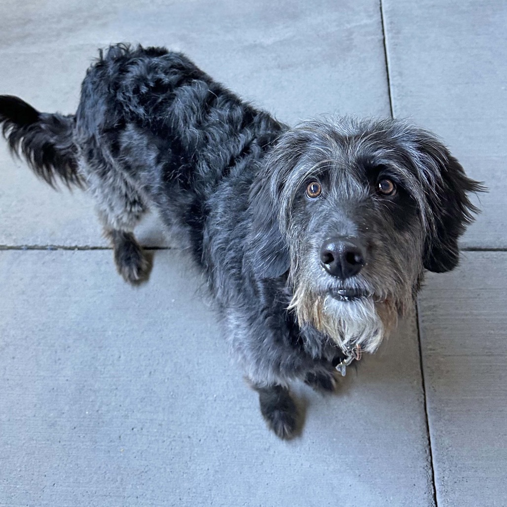 Prince, an adoptable Mixed Breed in Hailey, ID, 83333 | Photo Image 3