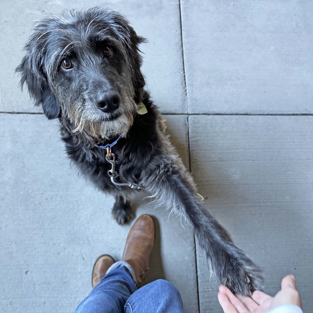 Prince, an adoptable Mixed Breed in Hailey, ID, 83333 | Photo Image 4