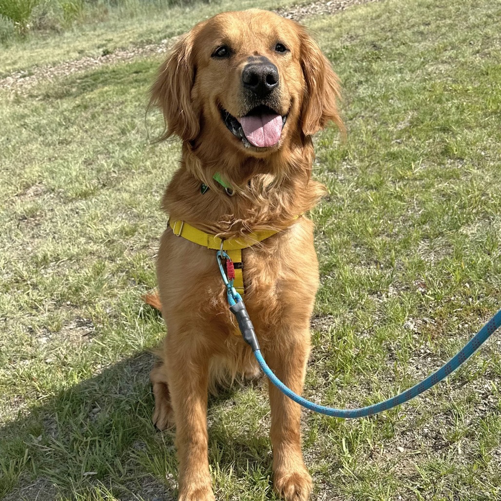 Rambo, an adoptable Golden Retriever in Hailey, ID, 83333 | Photo Image 1
