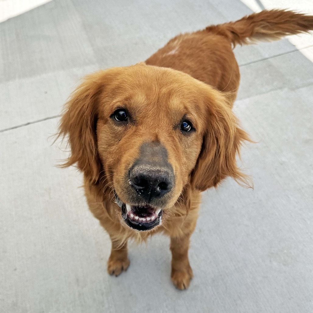 Rambo, an adoptable Golden Retriever in Hailey, ID, 83333 | Photo Image 2