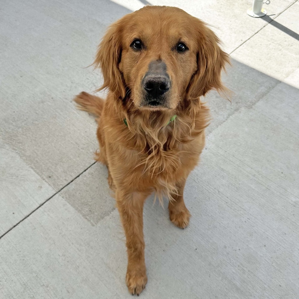 Rambo, an adoptable Golden Retriever in Hailey, ID, 83333 | Photo Image 3