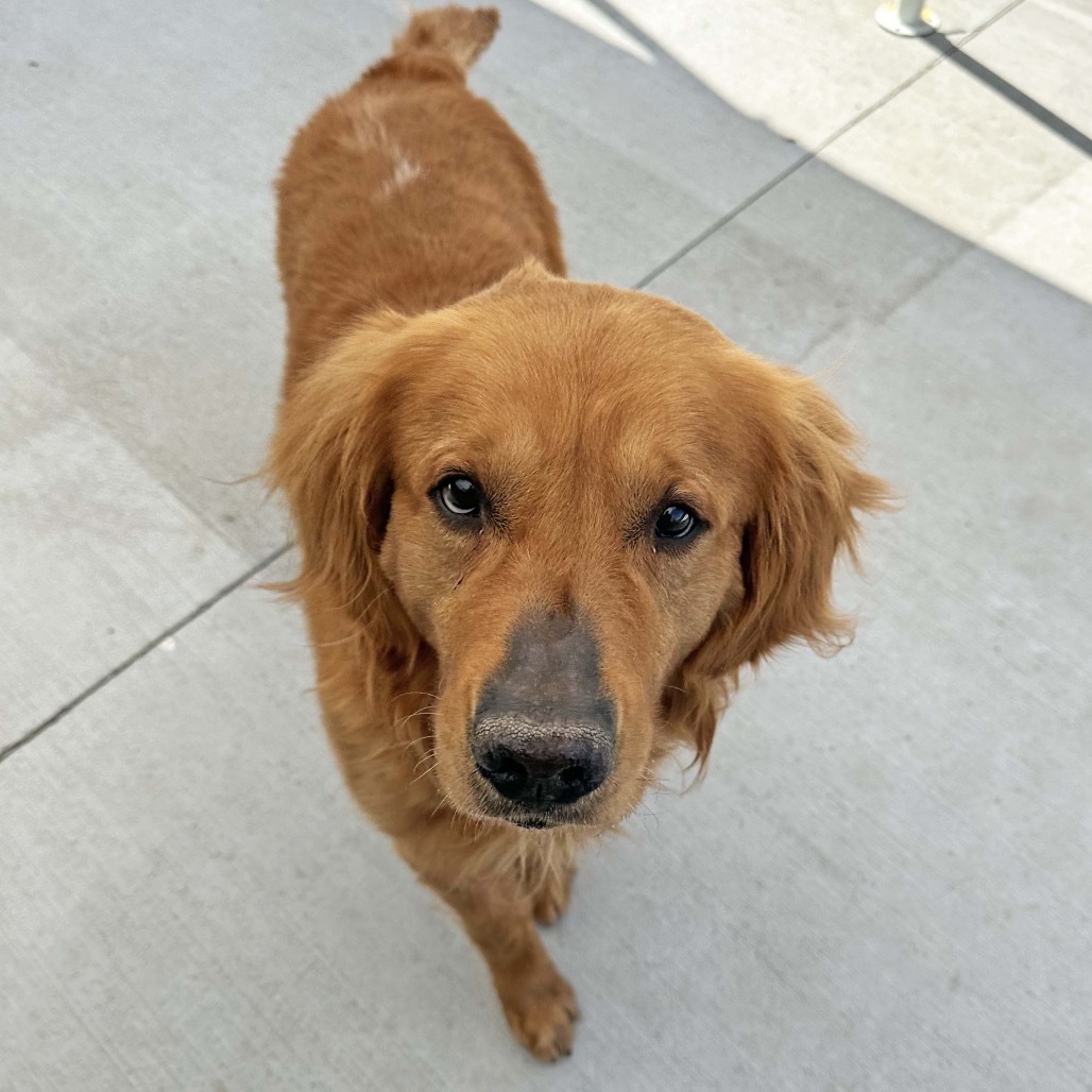 Rambo, an adoptable Golden Retriever in Hailey, ID, 83333 | Photo Image 4