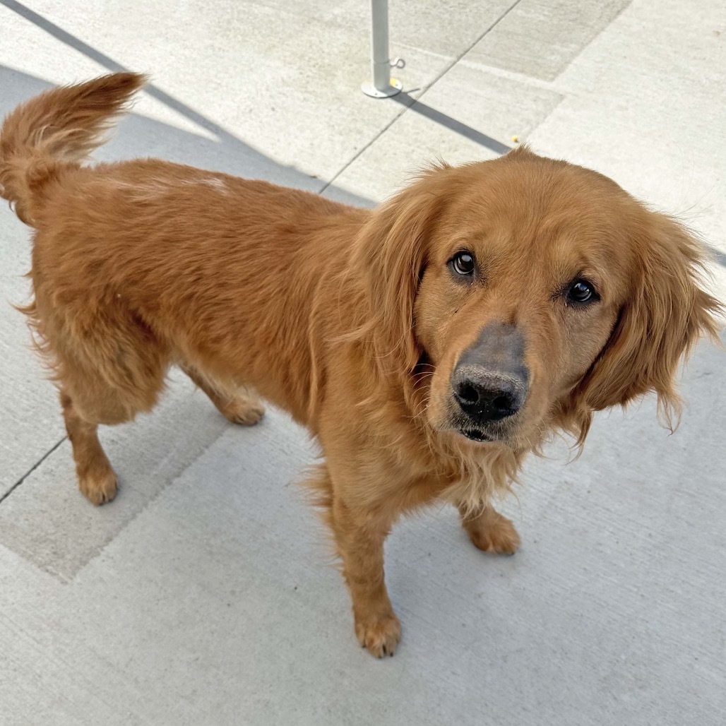 Rambo, an adoptable Golden Retriever in Hailey, ID, 83333 | Photo Image 5