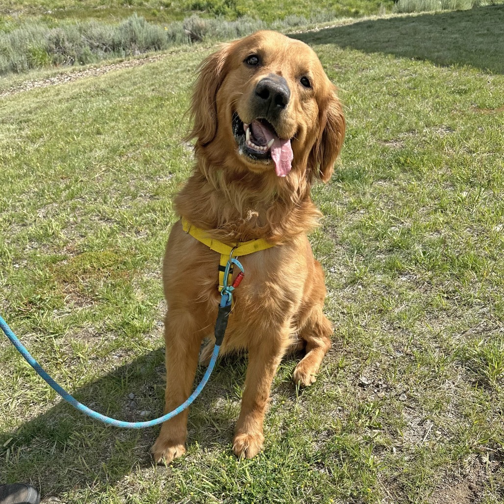 Rambo, an adoptable Golden Retriever in Hailey, ID, 83333 | Photo Image 6