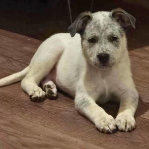 Sasha, Baby Female Australian Cattle Dog / Blue Heeler