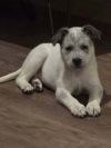 Sasha photo 2