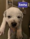 Sasha photo 4