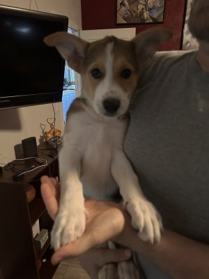 Toast, Baby Male Australian Shepherd
