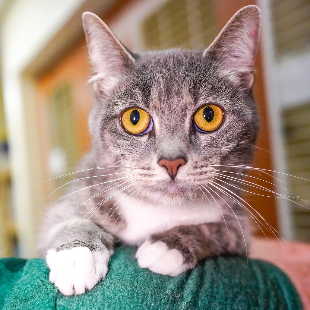 Casper, an adoptable Domestic Short Hair in Thomaston, ME, 04861 | Photo Image 1