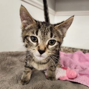 Taylor, Baby Female Domestic Short Hair