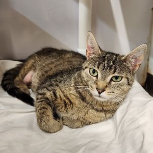 Aliya, Adult Female Domestic Short Hair
