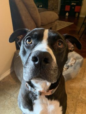 Halo AKA Carson NKA Duke - foster fail, Adult Male Pit Bull Terrier