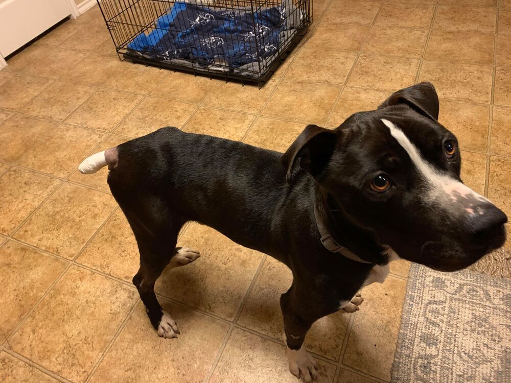 Halo AKA Carson NKA Duke - foster fail