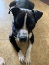 Halo AKA Carson NKA Duke - foster fail photo 3