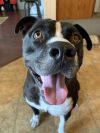 Halo AKA Carson NKA Duke - foster fail photo 4