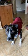 Halo AKA Carson NKA Duke - foster fail photo 5