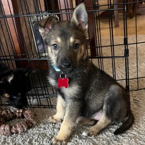 Gia, Baby Female German Shepherd Dog