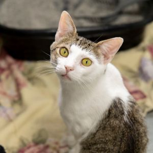 Galvey, Adult Male Domestic Short Hair