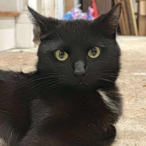 Sylvia, Adult Female Domestic Short Hair