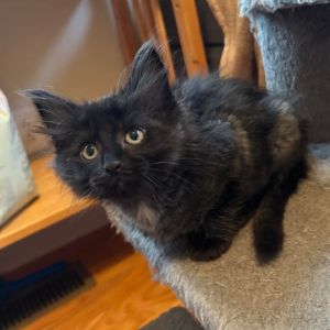 Tyler Childers, Baby Male Domestic Short Hair