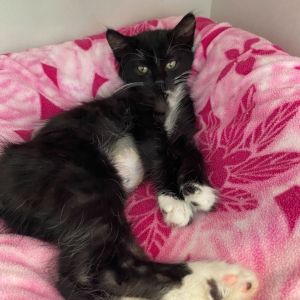 Frankenstein Domestic Short Hair Cat