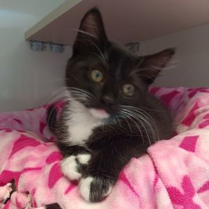 Patchwork charm meets purring perfection young Frankenstein is a curious little creature whos stit
