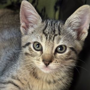 Terumo Domestic Short Hair Cat