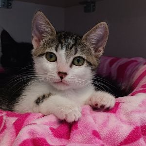 Carrie Domestic Short Hair Cat