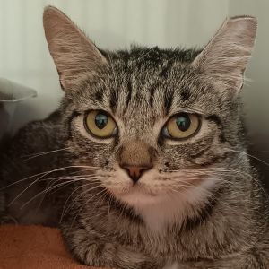Zelda Domestic Short Hair Cat