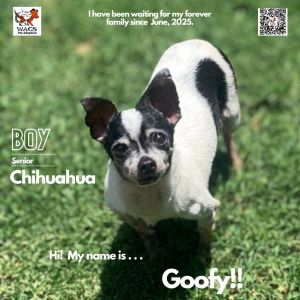 Goofy, Senior Male Chihuahua