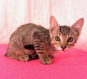 Solar, Baby Male Tabby