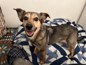 Fiddle, Adult Female Hound