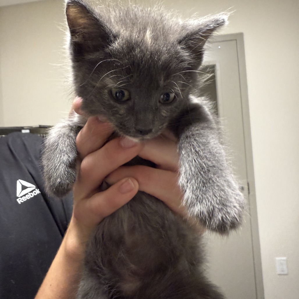 Frodo, an adoptable Domestic Short Hair in Cody, WY, 82414 | Photo Image 1
